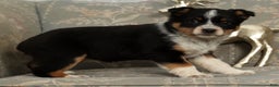 Australian Shepherd dogs for sale: Stella - Ad 5