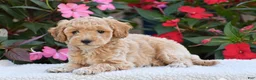 Mini Goldendoodle dogs for sale: Abby - Mini F1BB - Ad 4
