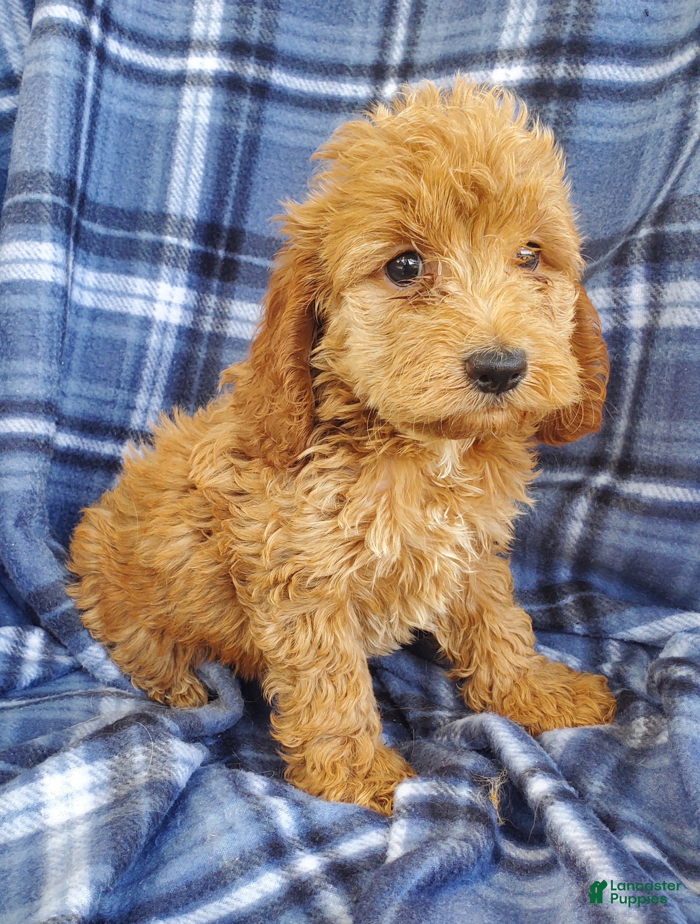 Cockapoo dogs Milo - Ad 1