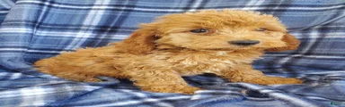 Milo