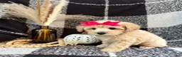 Schnoodle dogs for sale: Lucy - Ad 3