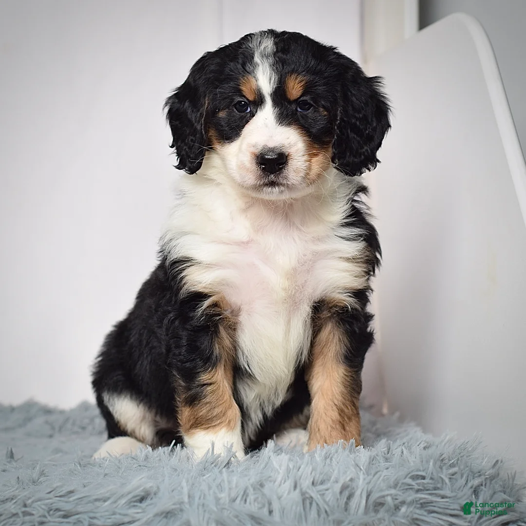 Bernedoodle dogs for sale: Ms. Velvet - Ad 4