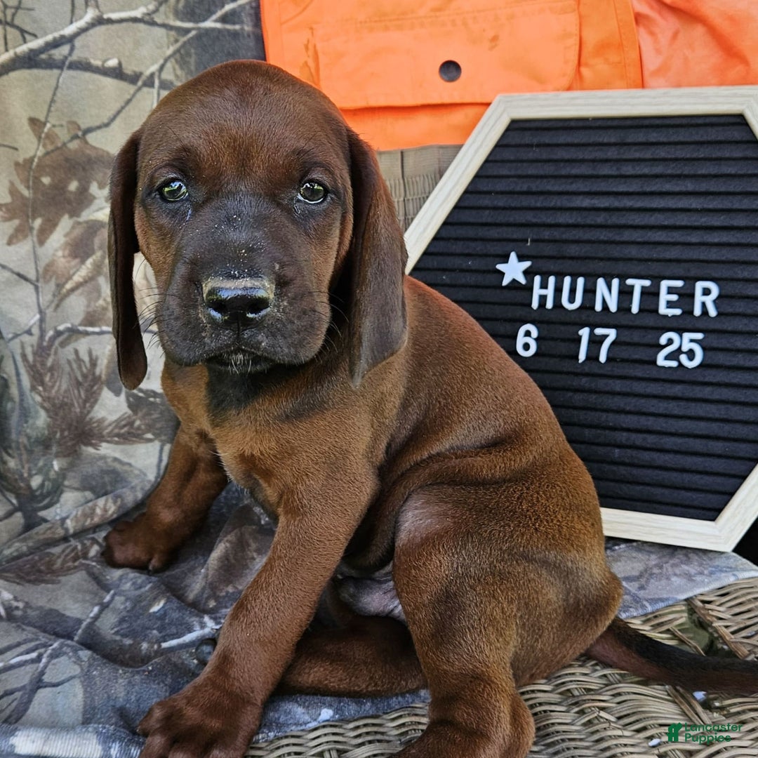 New Hampshire Redbone Coonhound Rescue Near Me Coonhound Pups Redbone Coonhound  For Sale Redbone Coonhound, image size:1080x1080