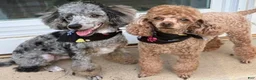 Toy Poodle dogs for sale: Toy Poodle Puppy 2 - Ad 2