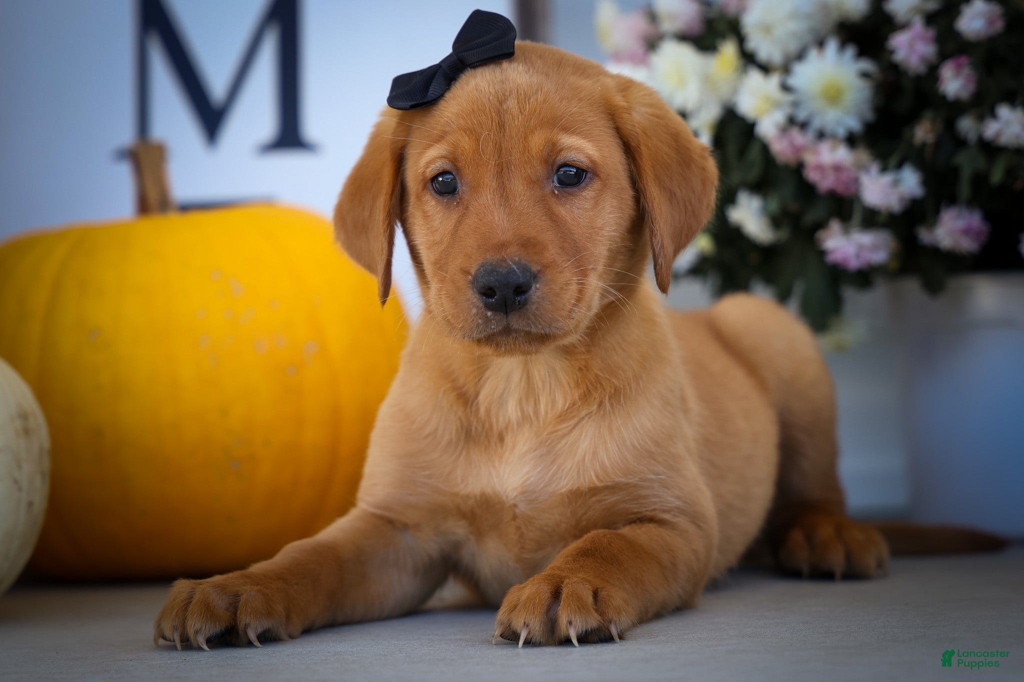 Labrador Retriever dogs NORMAN - Ad 1