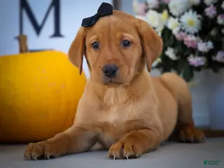 Labrador Retriever dogs NORMAN - Ad 1