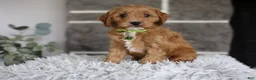 Cavapoo dogs for sale: Louie - Ad 7
