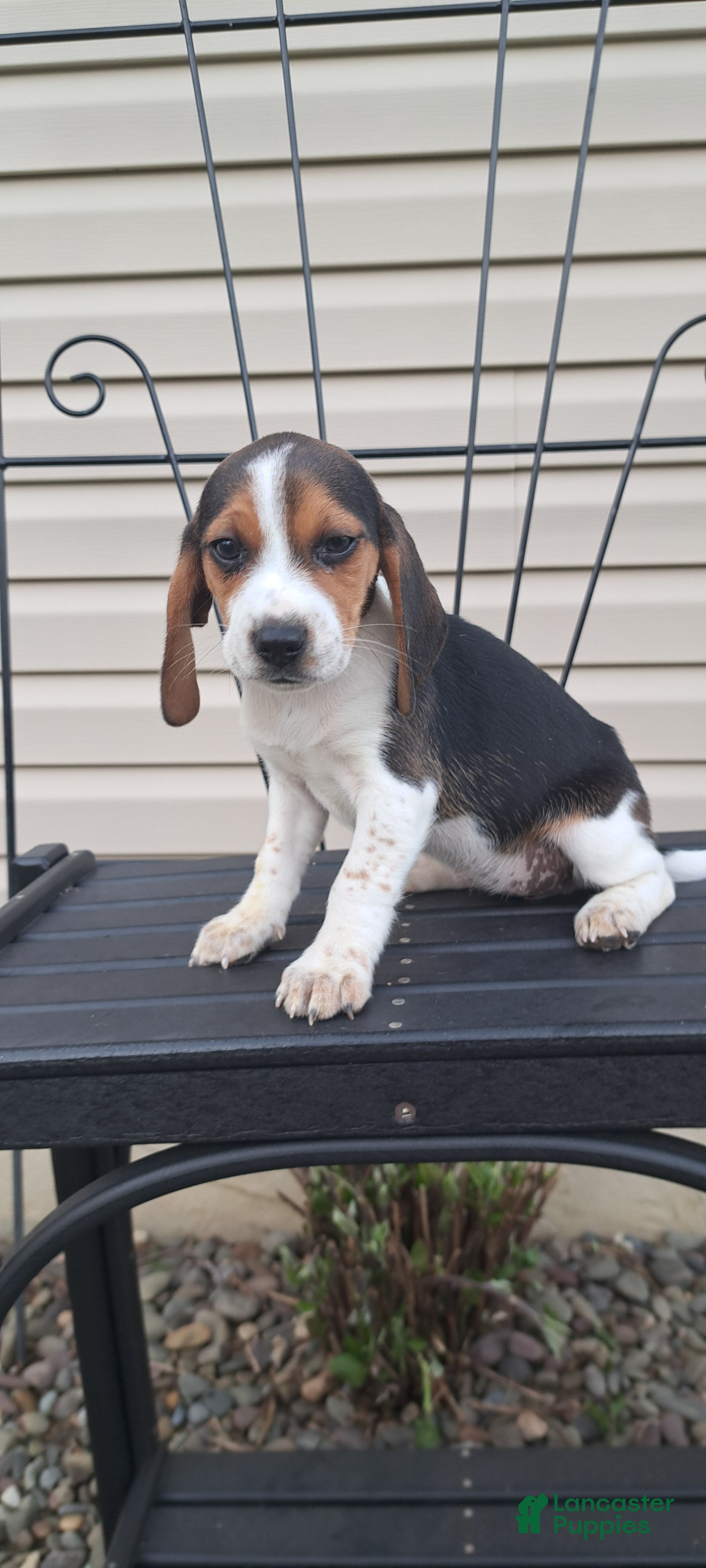 Beagle dogs WILLOW - Ad 1