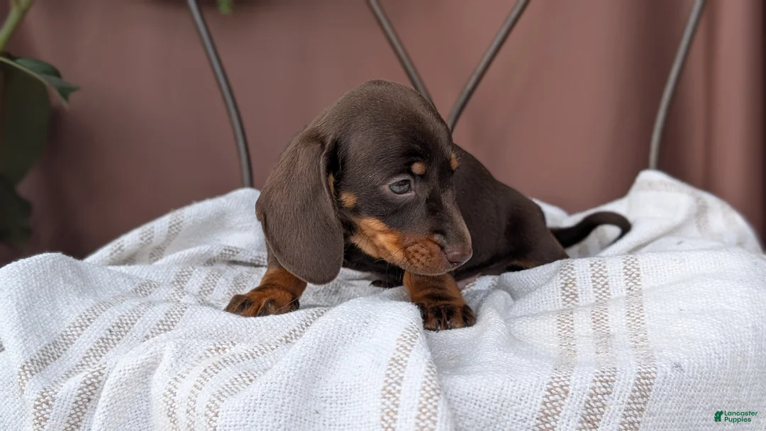 Miniature Dachshund dogs for sale: Xander - Ad 2