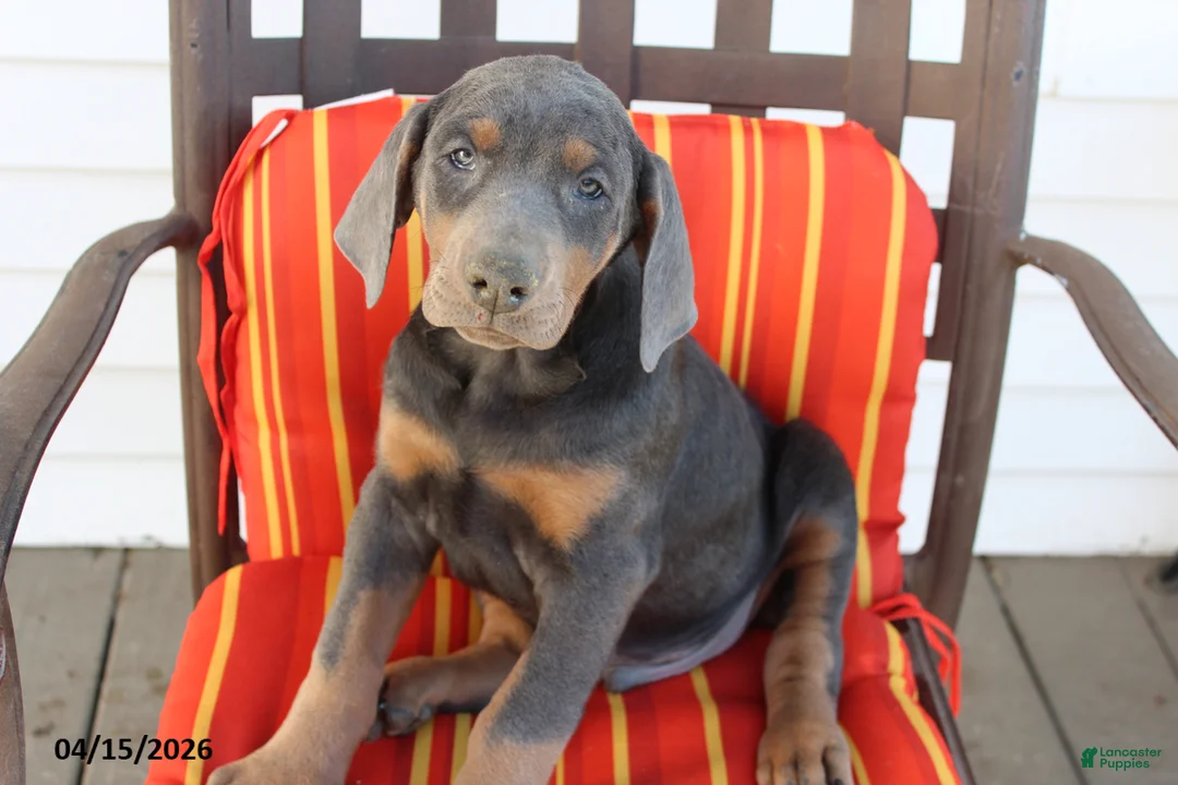 Doberman Pinscher dogs for sale: Rowdy - Ad 5