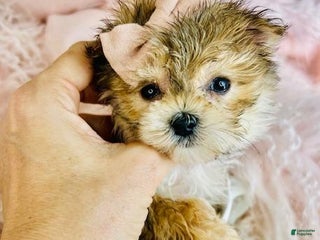 Morkie dogs Teacup Morkie Puppy 1 - Ad 9