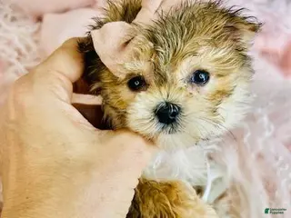 Morkie dogs Teacup Morkie Puppy 1 - Ad 18