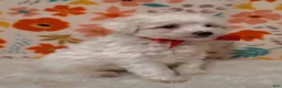 Sheepadoodle dogs for sale: Max - Ad 4