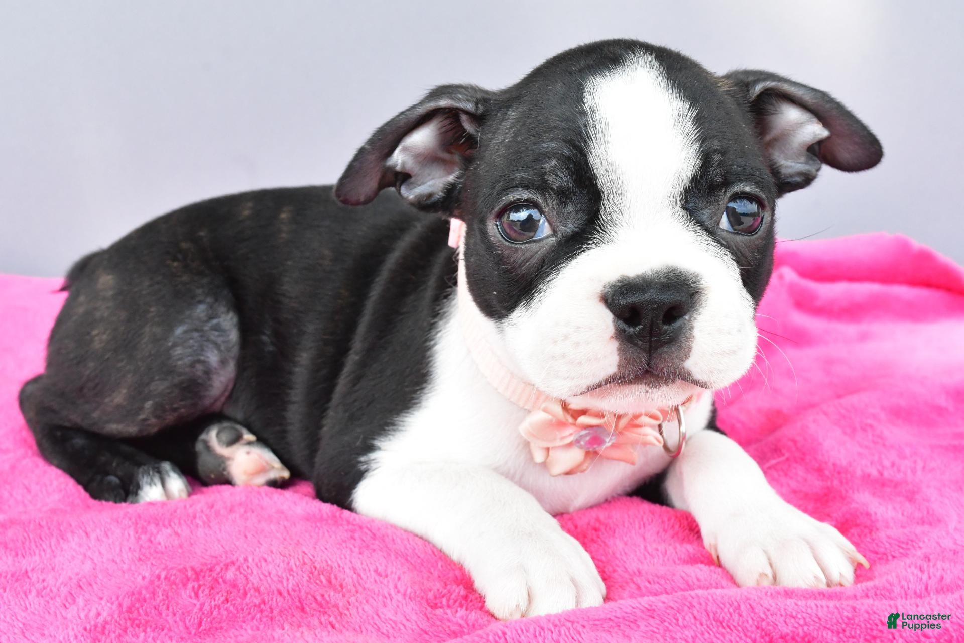 Boston Terrier dogs Sasha - Ad 2