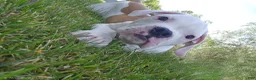 American Bulldog dogs for sale: American Bulldog Puppy 11 - Ad 4