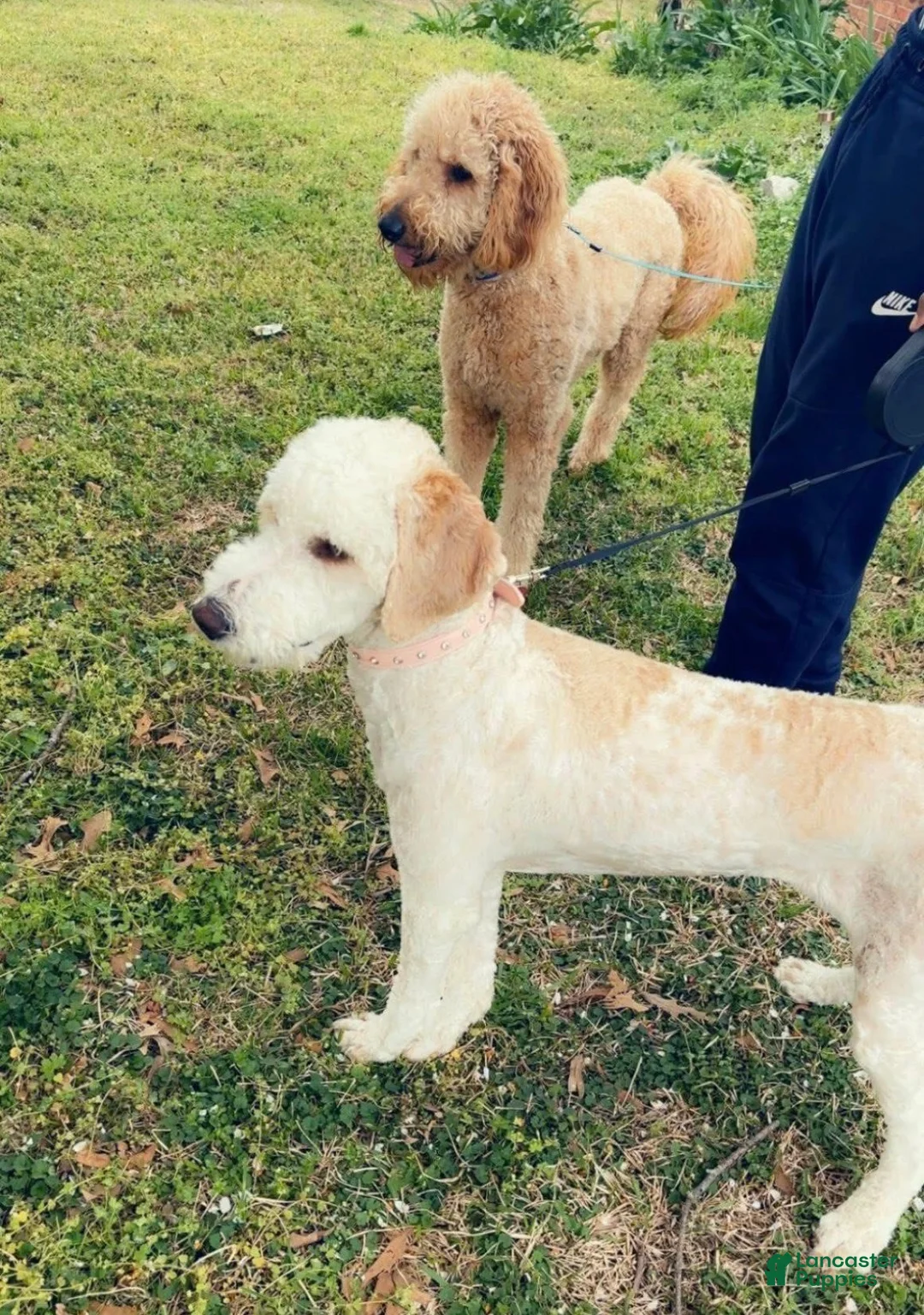 Goldendoodle dogs for sale: Goldendoodle Puppy 2 - Ad 2