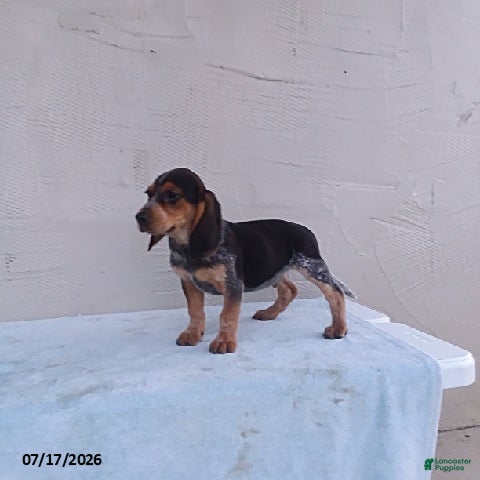 Beagle dogs Smokey - Ad 2