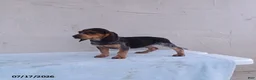 Beagle dogs for sale: Smokey - Ad 2