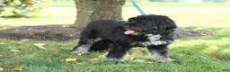 Mini Bernedoodle dogs for sale: Lacey - Ad 2