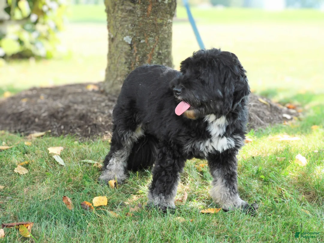Mini Bernedoodle dogs for sale: Lacey - Ad 2