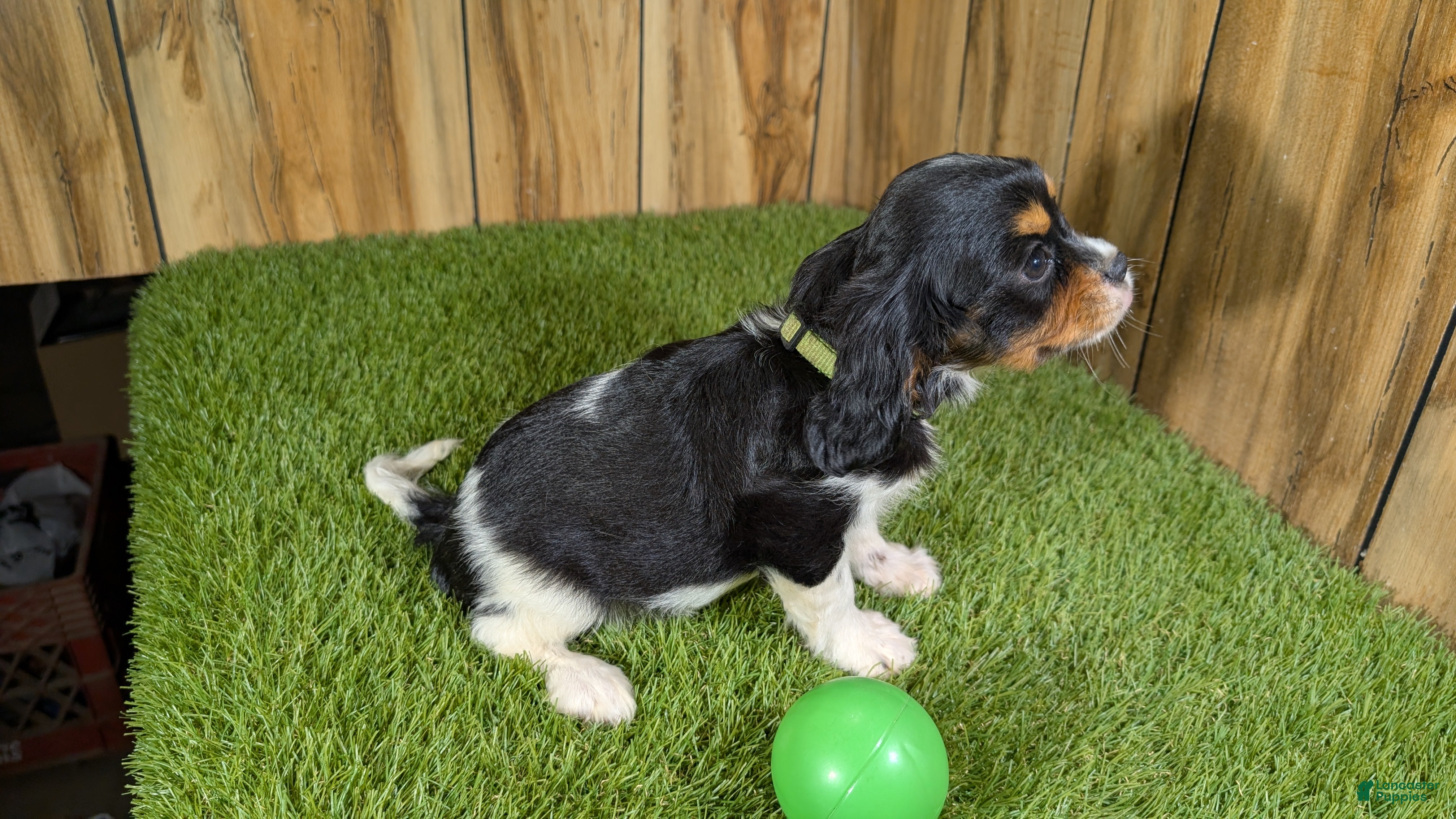 Cavalier King Charles Spaniel dogs Bessie Boy 1 - Ad 2
