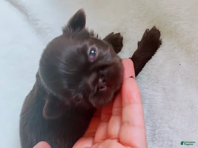 Shih Tzu dogs for sale: Ziggy - Ad 1