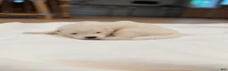 Samoyed dogs for sale: Ron - Ad 4