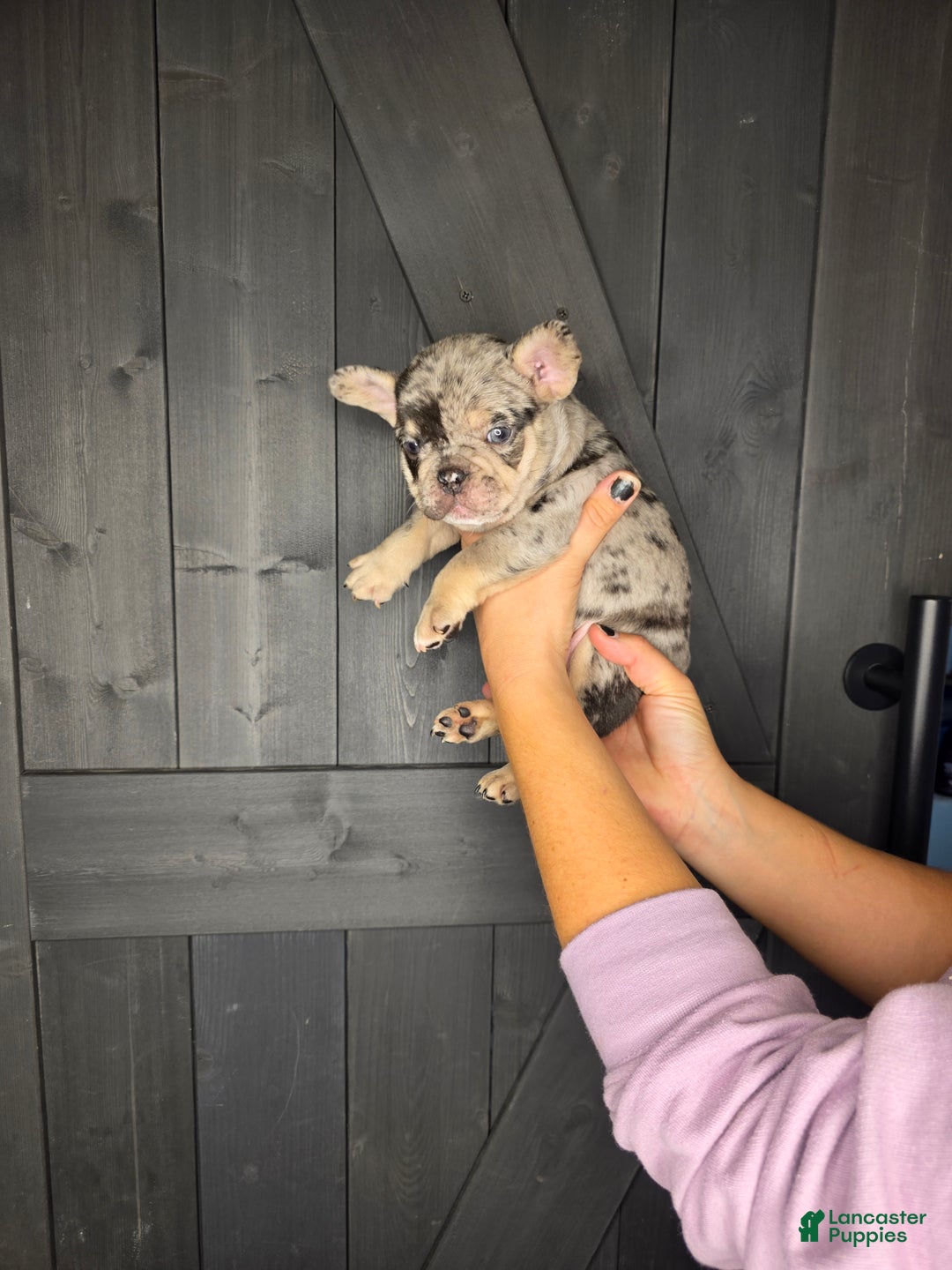 French Bulldog dogs for sale: French Bulldog Puppy 4 - Ad 8