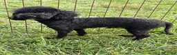 Toy Poodle dogs for sale: Jesse  - Ad 5