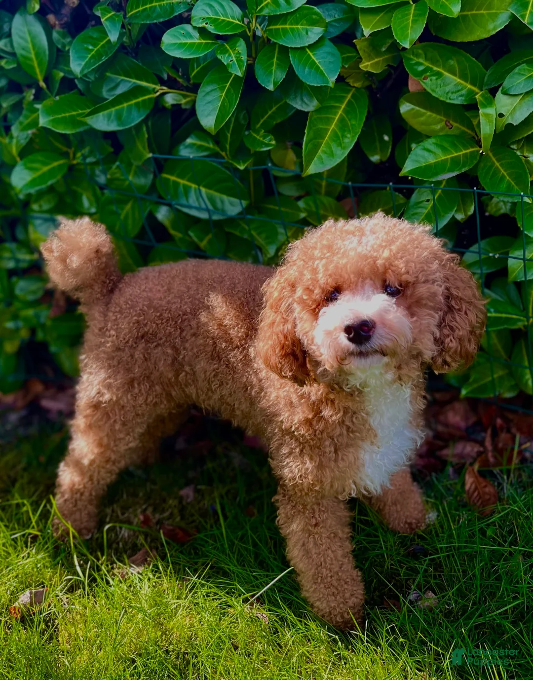 Gallery Image {{count}}