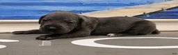 Cane Corso dogs for sale: Gambit - Ad 6