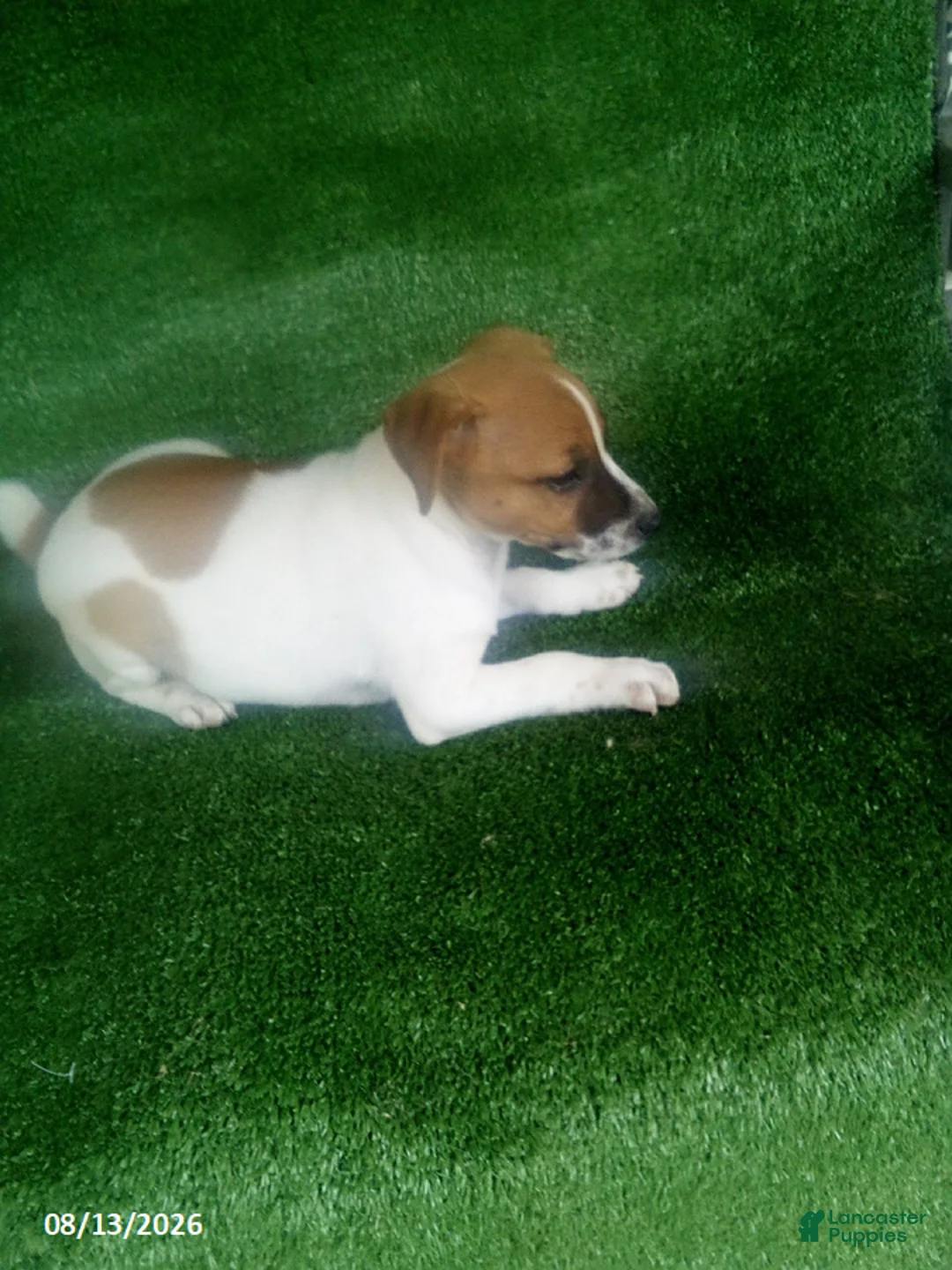 Jack Russell Terrier dogs for sale: Jason - Ad 5