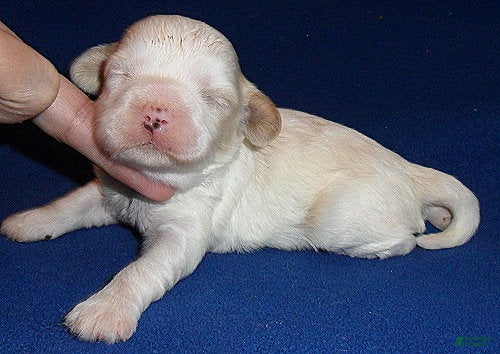 Shihpoo dogs Benji - Ad 42