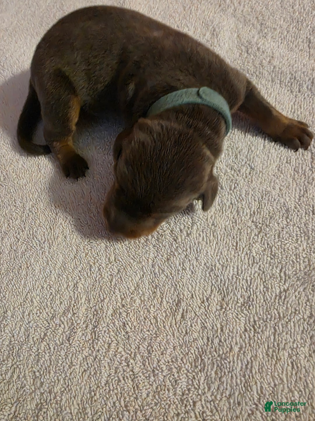 Doberman Pinscher dogs for sale: Doberman Pinscher Puppy 1 - Ad 2