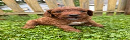 Mini Goldendoodle dogs for sale: Poppy - Ad 6