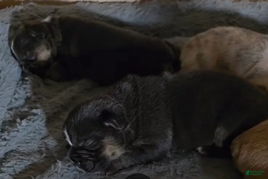 French Bulldog dogs for sale: French Bulldog Puppy 2 - Ad 1