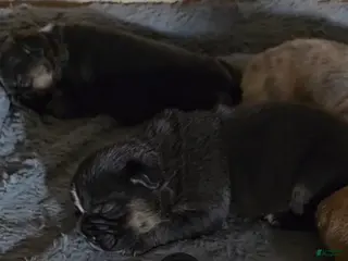 French Bulldog dogs French Bulldog Puppy 2 - Ad 7