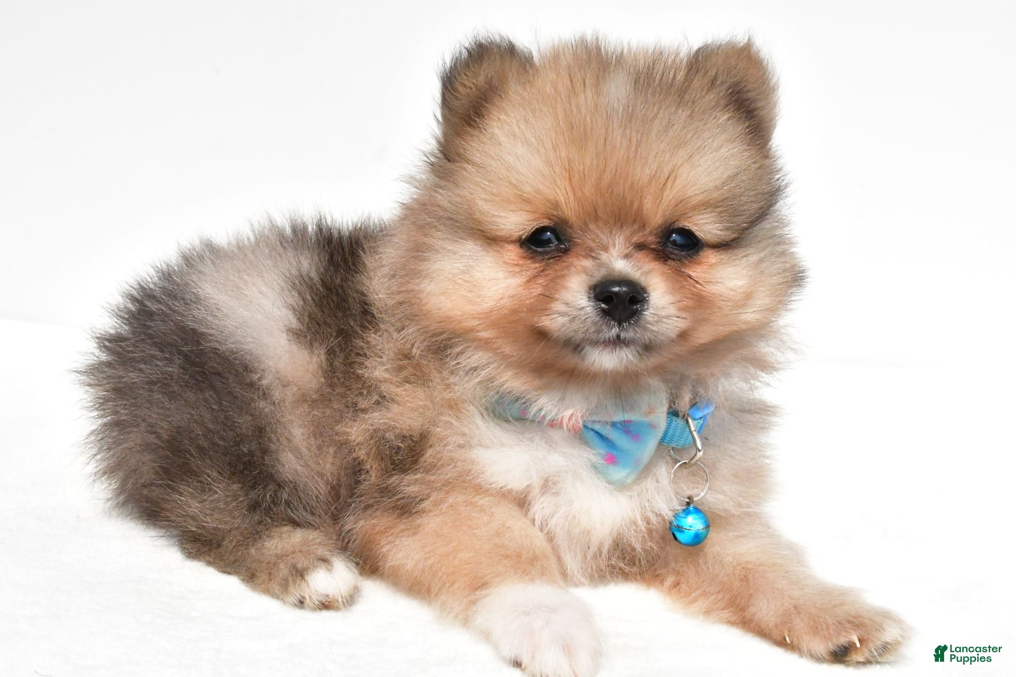 Pomeranian dogs Snoopy - Ad 2