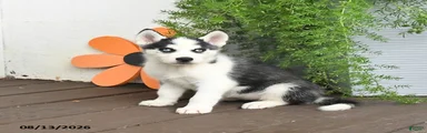 Flurry