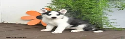 Gerberian Shepsky dogs for sale: Flurry - Ad 1