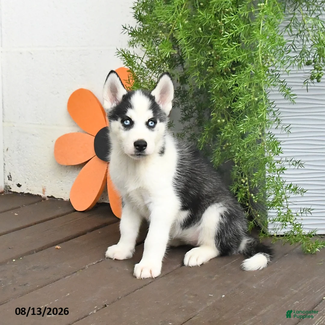 Gerberian Shepsky dogs for sale: Flurry - Ad 1