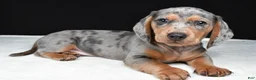 Miniature Dachshund dogs for sale: Bentley - Ad 1