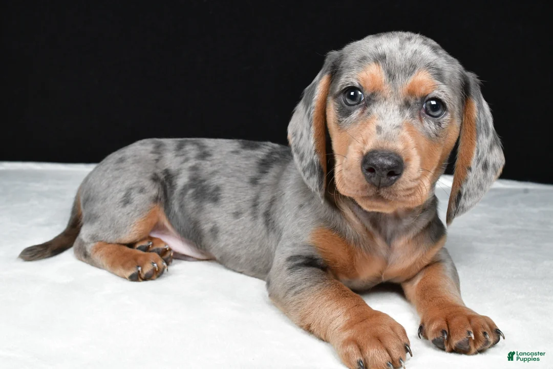Miniature Dachshund dogs for sale: Bentley - Ad 1