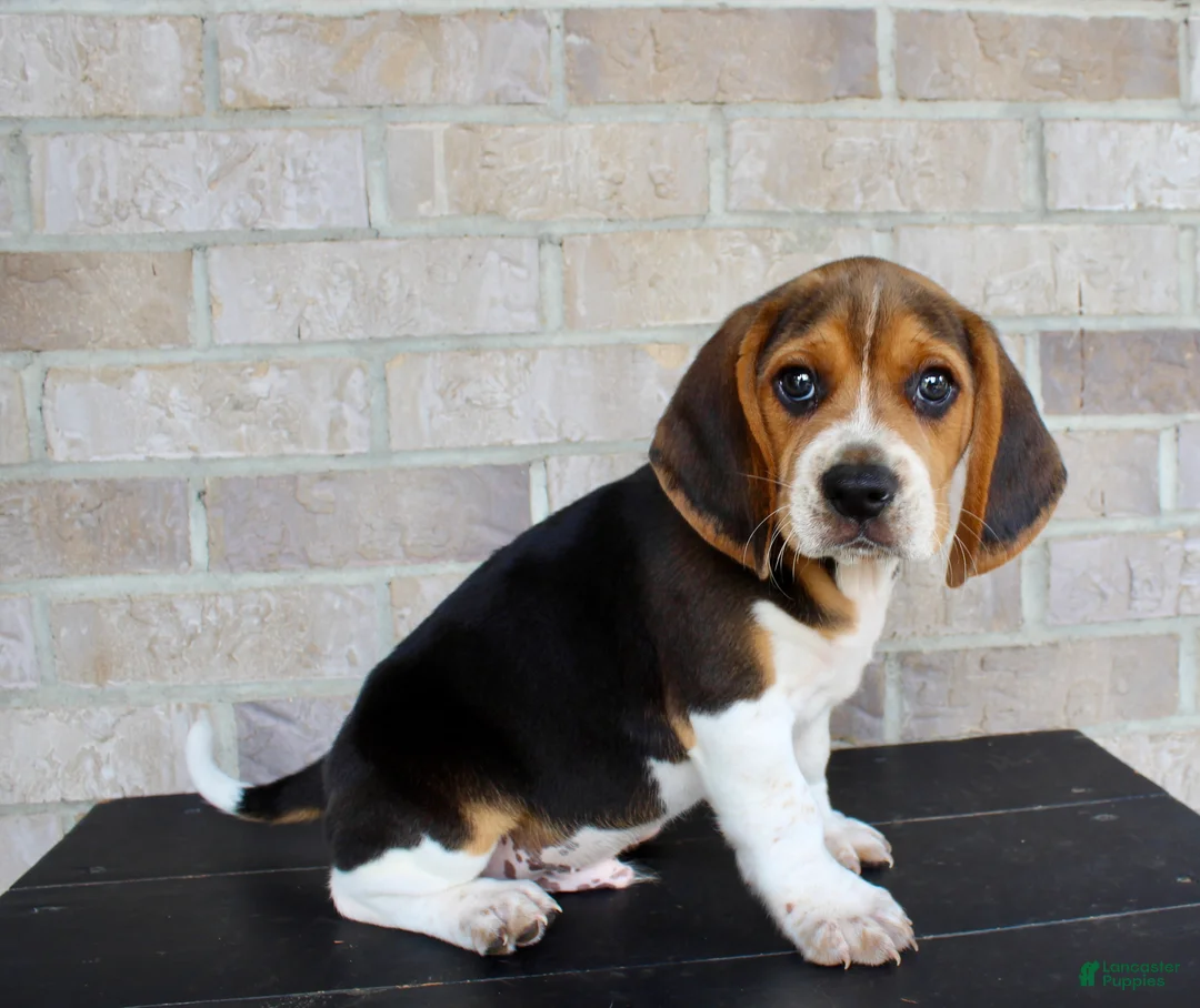 Beagle dogs for sale: Pokey - Ad 6
