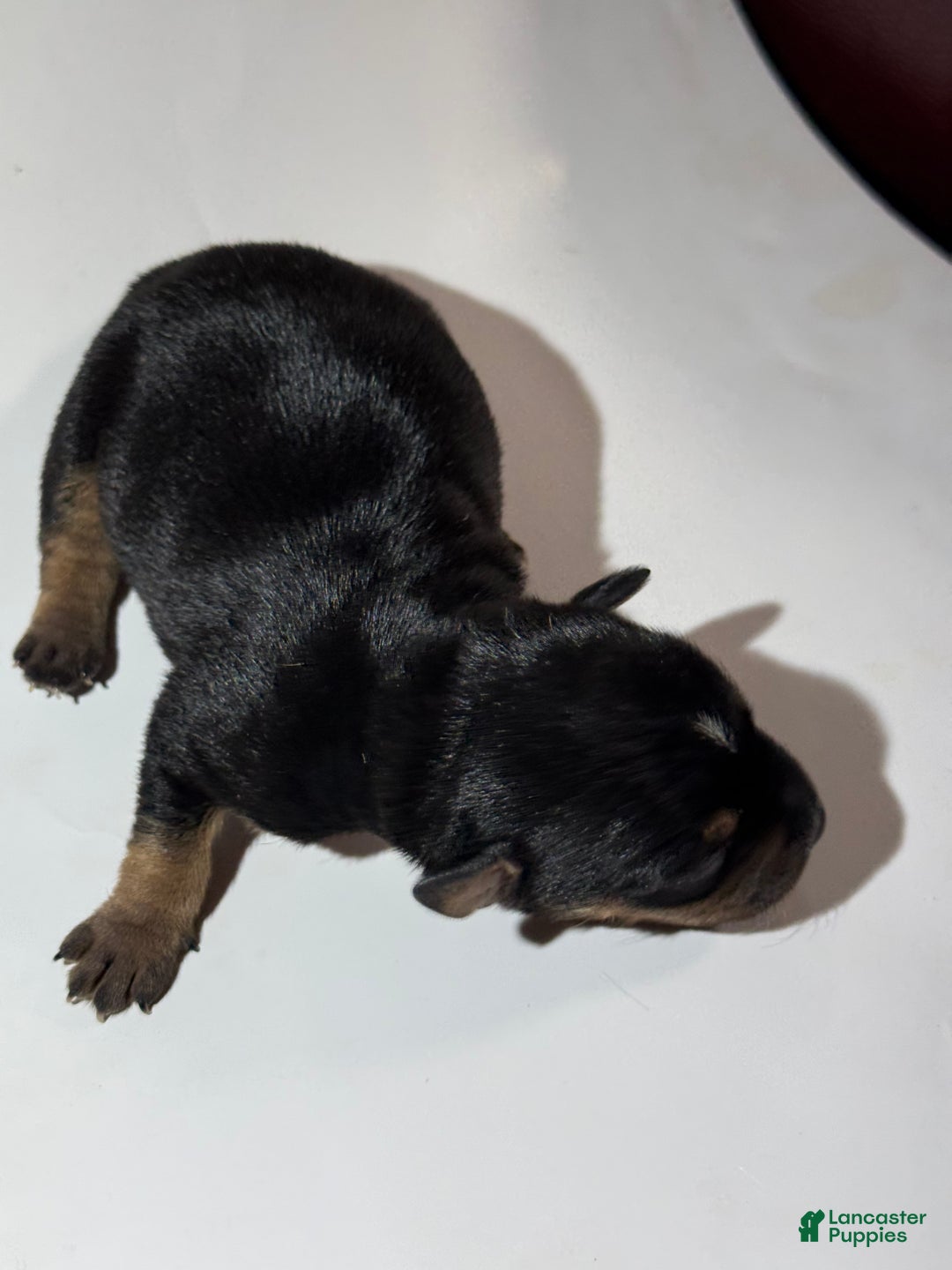 Rat Terrier dogs for sale: Carter - Ad 4