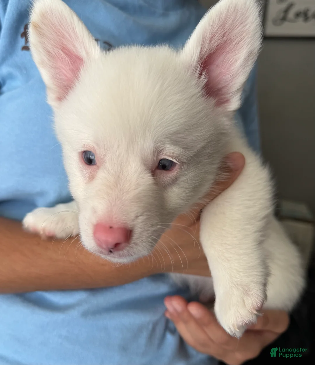 Welsh Corgi Pembroke dogs for sale: Casper - Ad 1