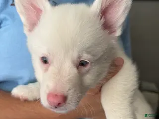 Welsh Corgi Pembroke dogs for sale: Casper - Ad 2