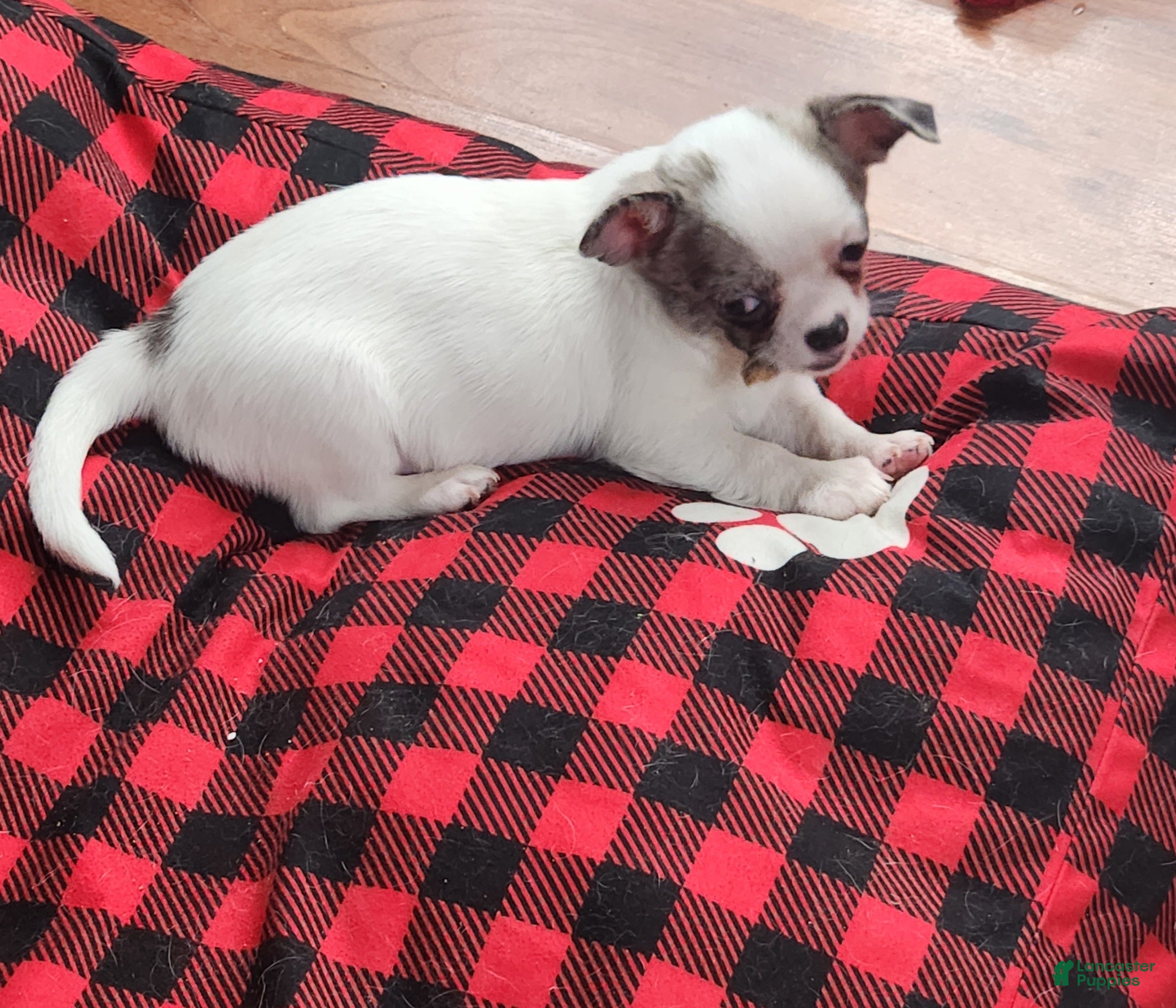 Chihuahua dogs Annies Female 2 - Ad 41