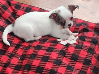 Chihuahua dogs Annies Female 2 - Ad 6