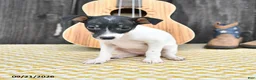 Toy Fox Terrier dogs for sale: Becca - Ad 3